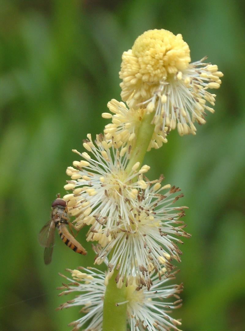 Sparganium emersum (door Adrie van Heerden)