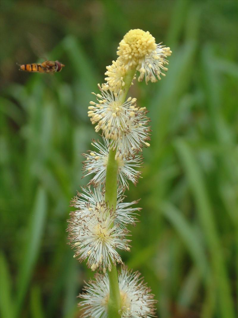 Sparganium emersum (door Adrie van Heerden)