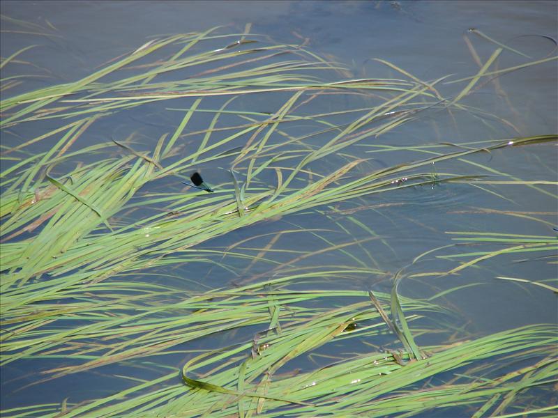 Sparganium emersum (door Adrie van Heerden)