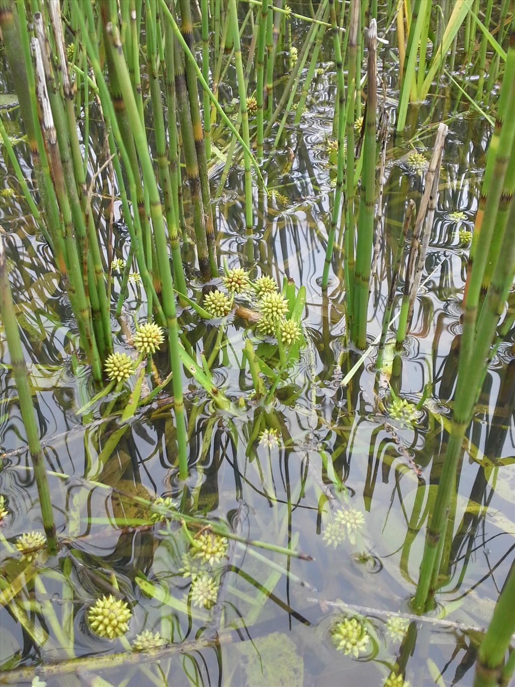 Sparganium natans (door Jakob Hanenburg)