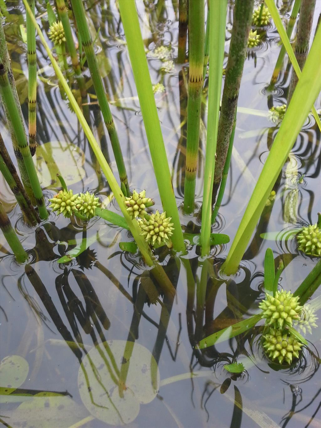 Sparganium natans (door Jakob Hanenburg)