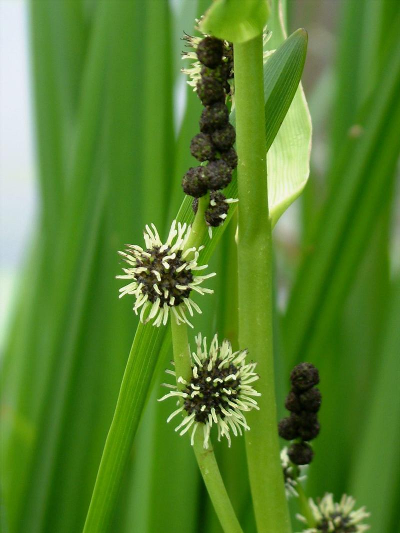 Sparganium erectum (door Adrie van Heerden)