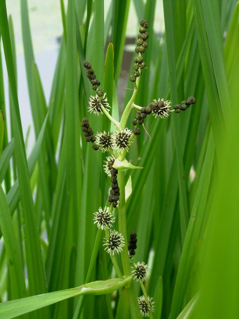 Sparganium erectum (door Adrie van Heerden)