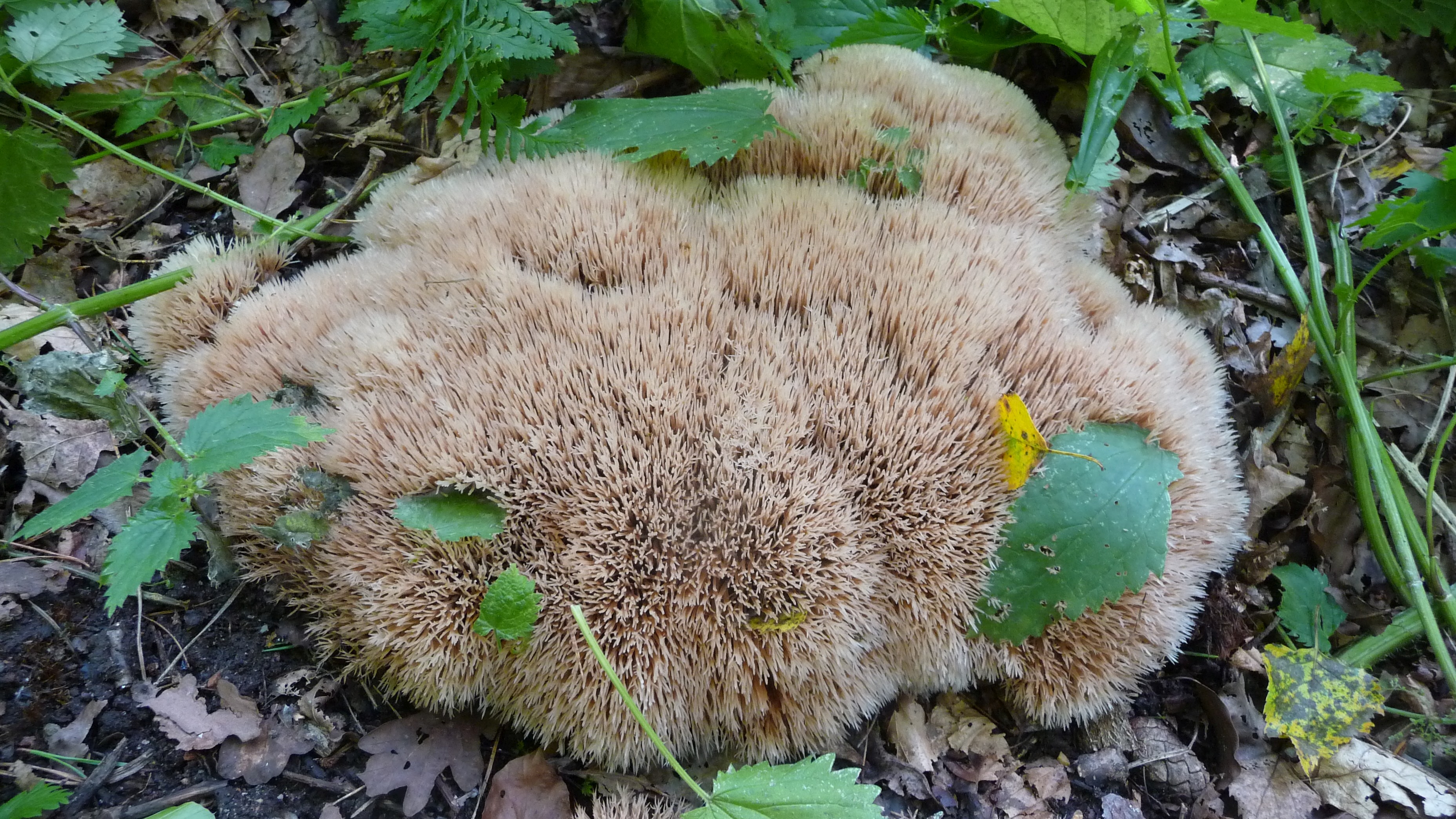 Pterula multifida var. multifida (door jelle bakker)