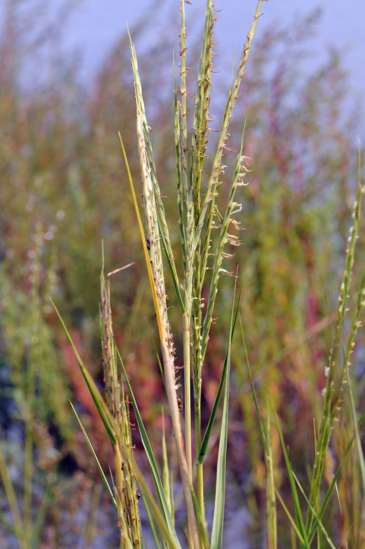 Spartina anglica (door Hans Toetenel)