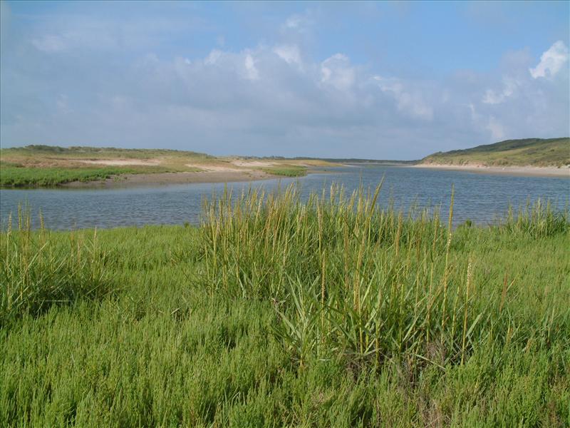 Spartina anglica (door Adrie van Heerden)