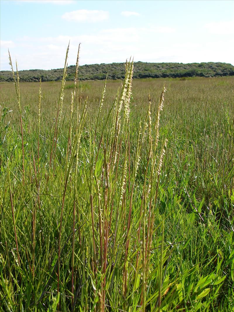 Spartina anglica (door Adrie van Heerden)