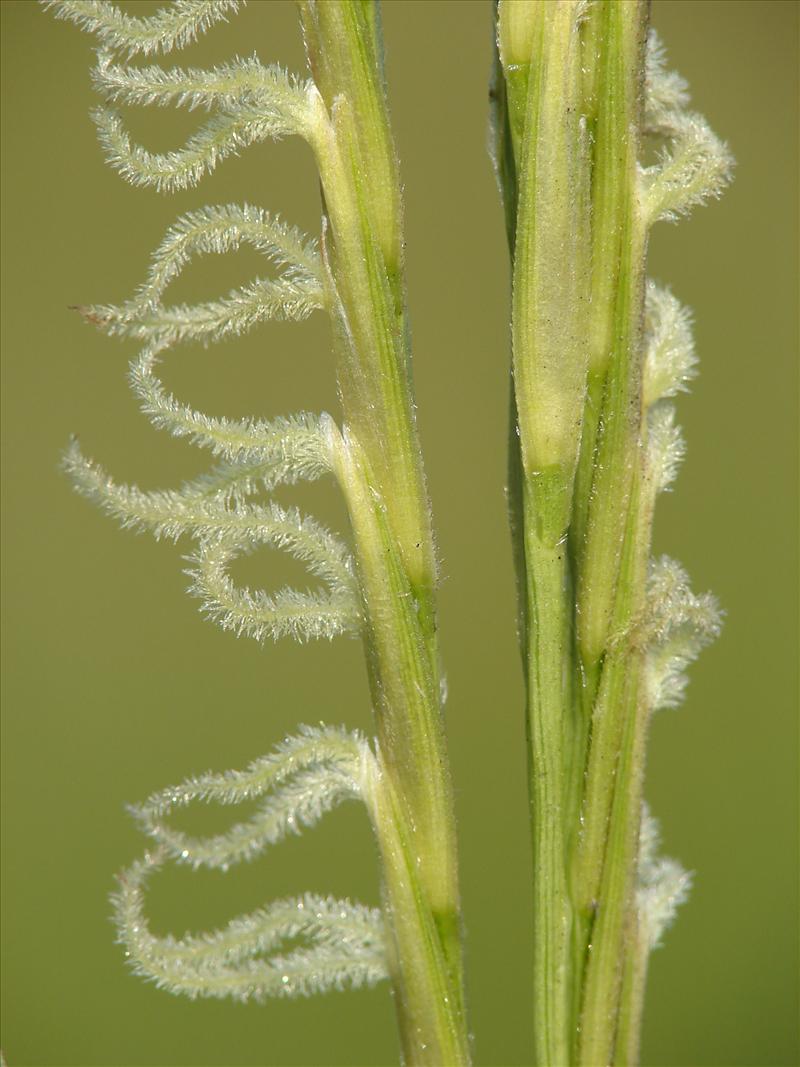 Spartina anglica (door Adrie van Heerden)