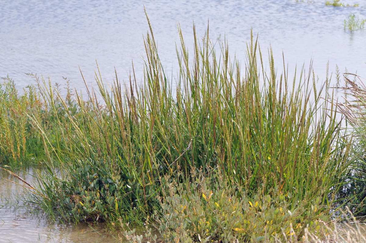 Spartina anglica (door Hans Toetenel)