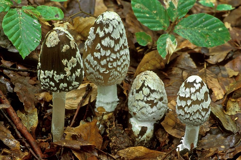 Coprinopsis picacea (door Henk Huijser)