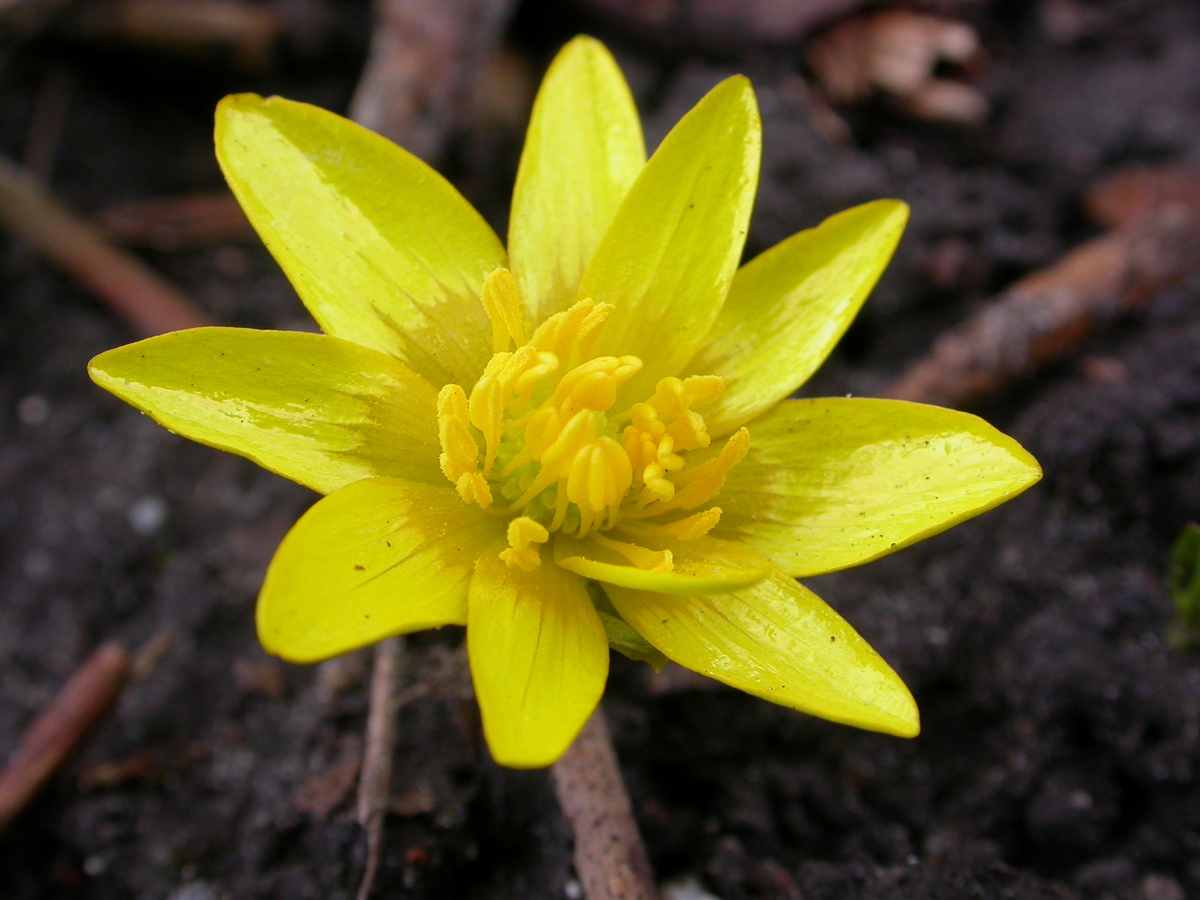 Ficaria verna (door Peter Meininger)