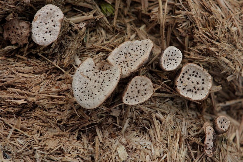 Poronia punctata (door Sjoerd Greydanus)