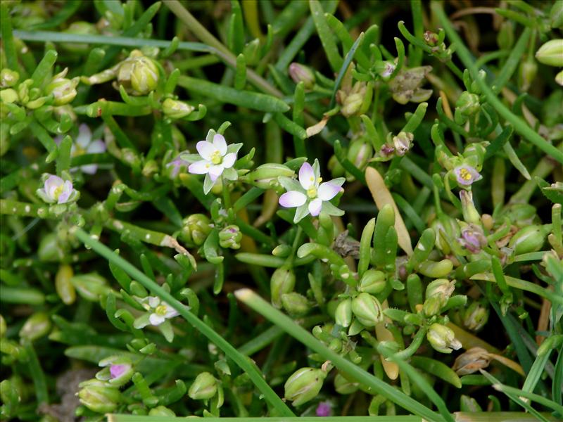 Spergularia marina (door Adrie van Heerden)