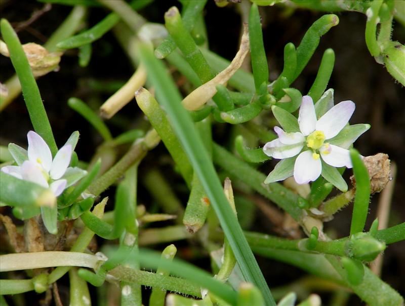 Spergularia marina (door Adrie van Heerden)