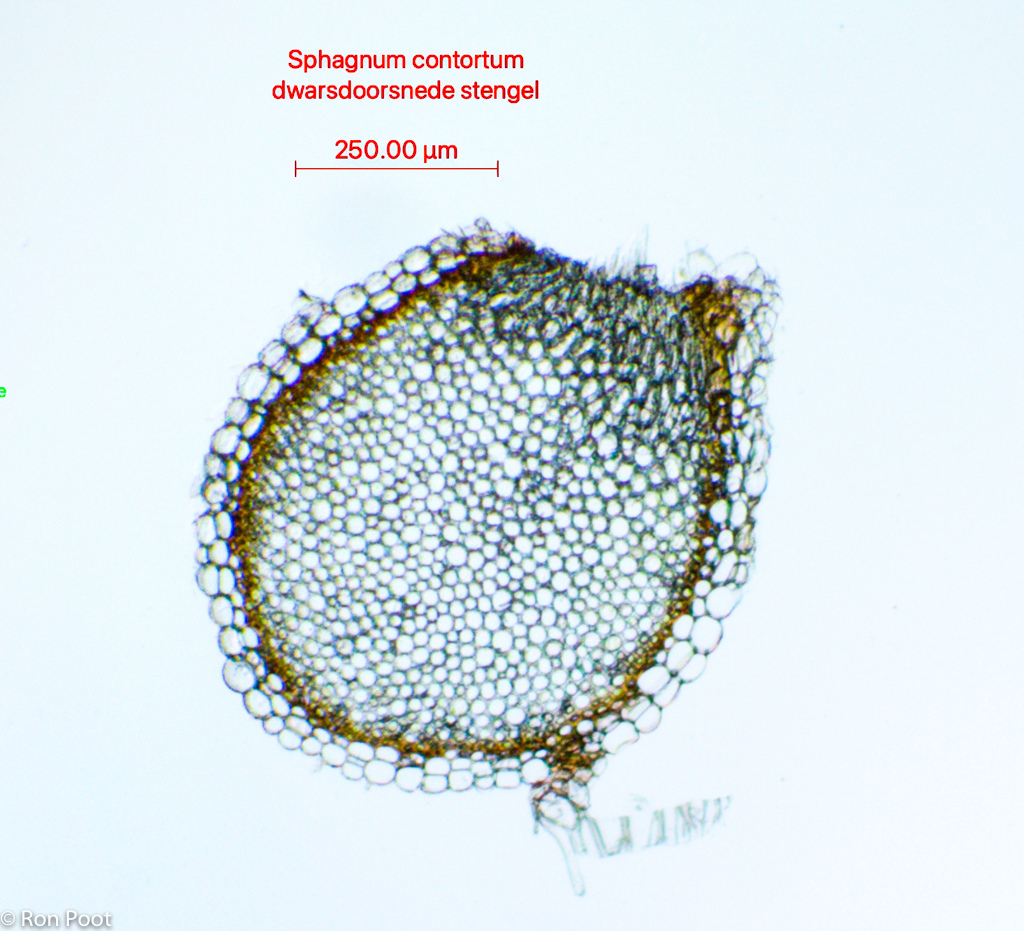 Sphagnum contortum (door Ron Poot)