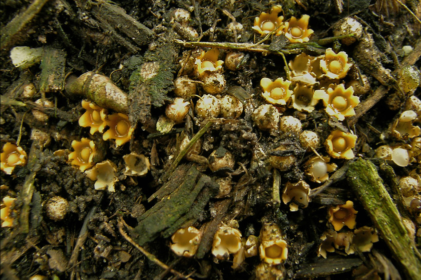 Sphaerobolus stellatus (door Henk Huijser)