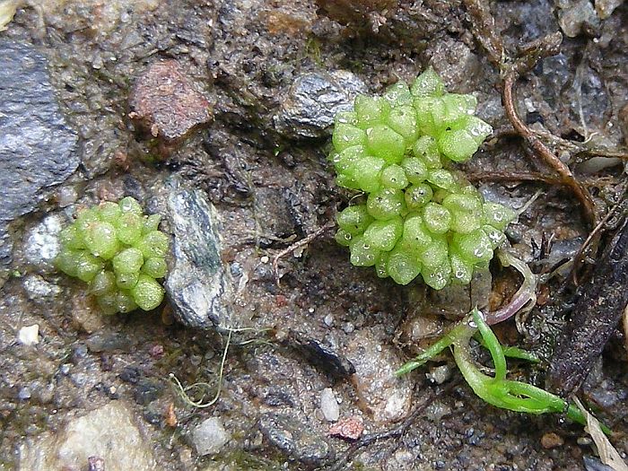 Sphaerocarpos texanus (door Michael Lueth (www.milueth.de))