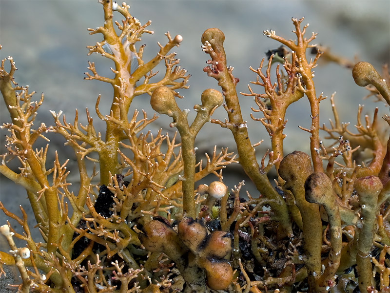 Sphaerophorus globosus (door Bart Horvers)