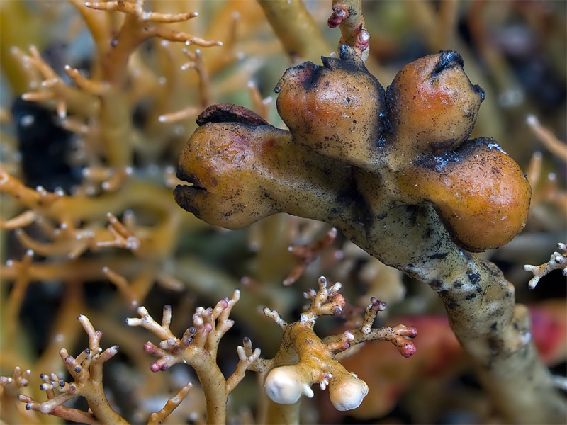 Sphaerophorus globosus (door Bart Horvers)