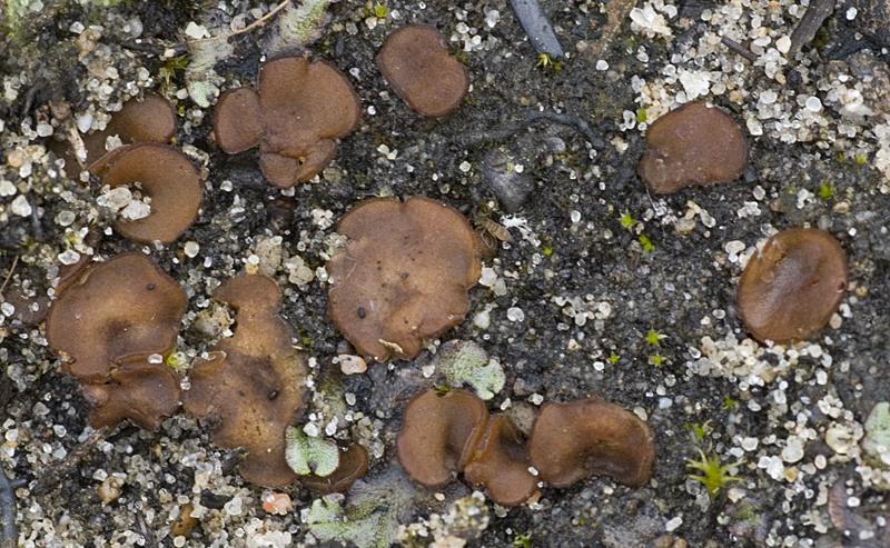 Sphaerosporella brunnea (door Nico Dam)