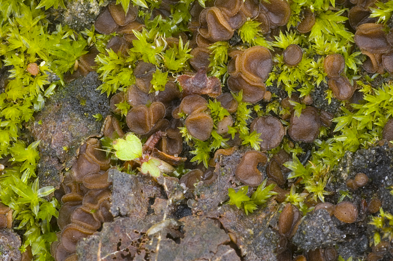 Sphaerosporella brunnea (door Nico Dam)