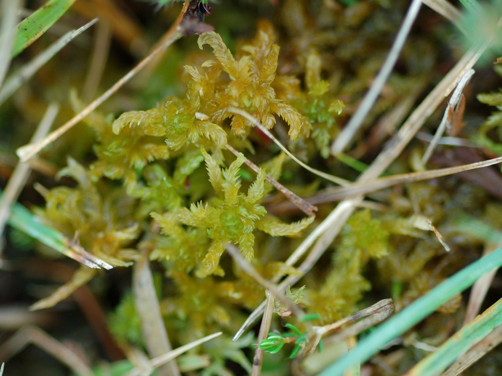 Sphagnum contortum (door Rudi Zielman)