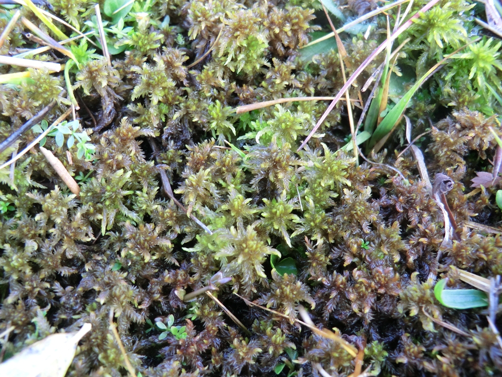 Sphagnum contortum (door Rudi Zielman)