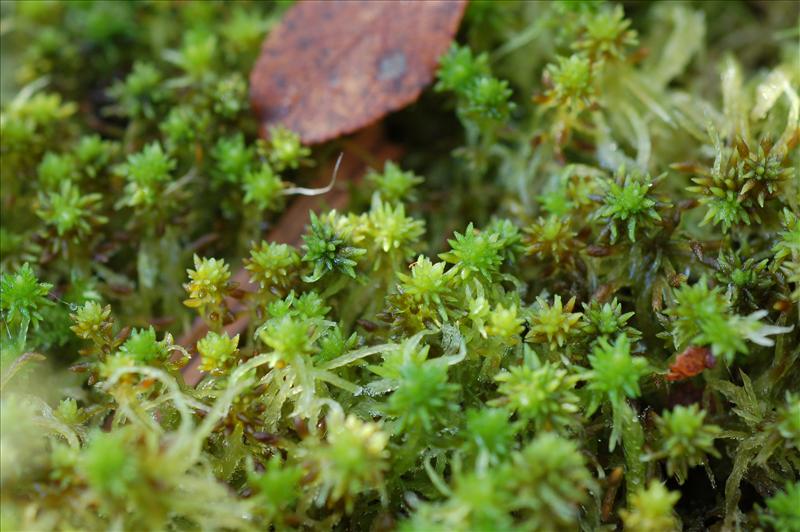 Sphagnum fimbriatum (door Rudi Zielman)