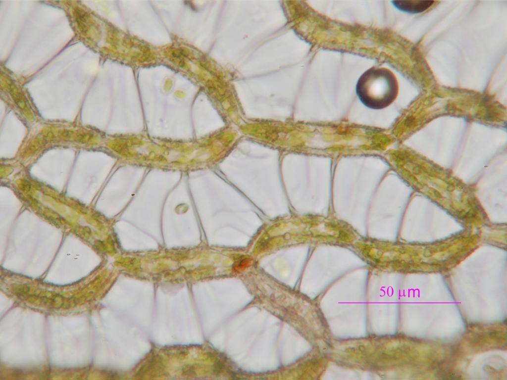 Sphagnum papillosum (door Rudi Zielman)