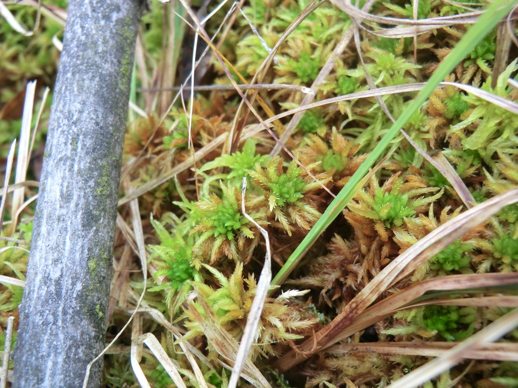 Sphagnum squarrosum (door Rudi Zielman)