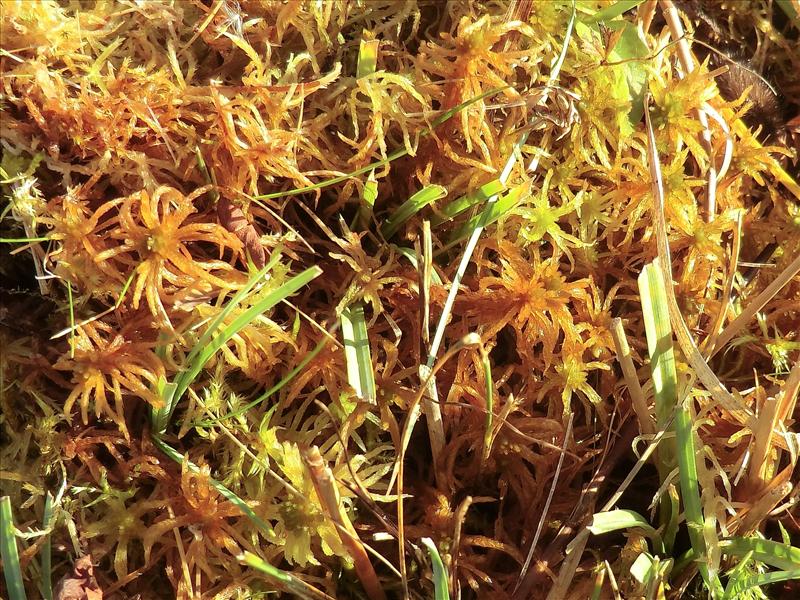 Sphagnum teres (door Rudi Zielman)