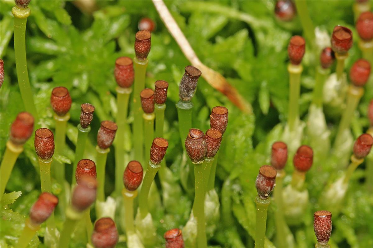 Sphagnum fimbriatum (door Jan Kersten)