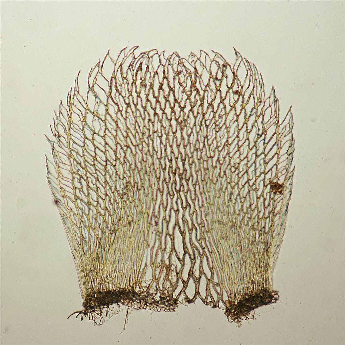Sphagnum fimbriatum (door Jan Kersten)