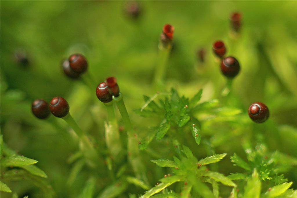 Sphagnum fimbriatum (door Jan Kersten)