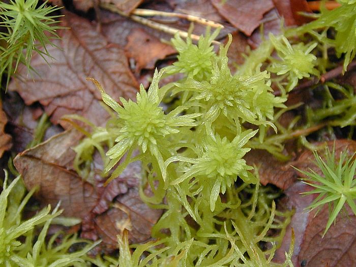 Sphagnum flexuosum (door Michael Lueth (www.milueth.de))