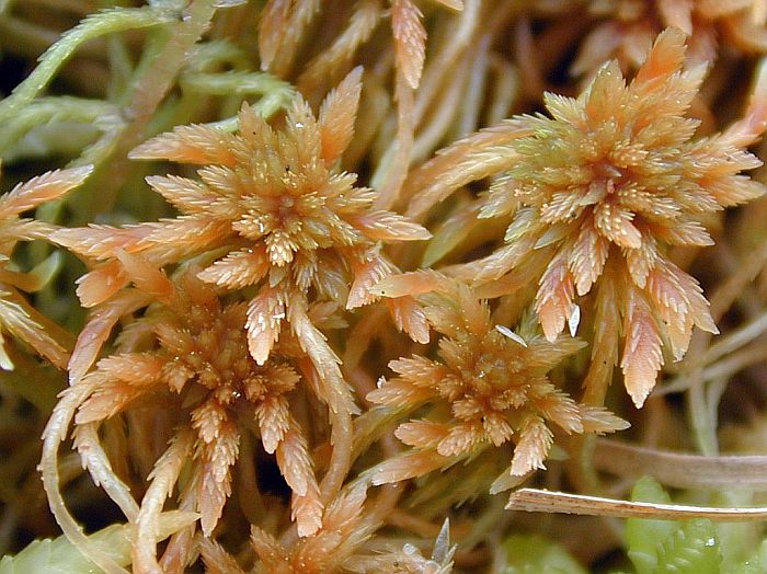 Sphagnum fuscum (door Michael Lueth (www.milueth.de))