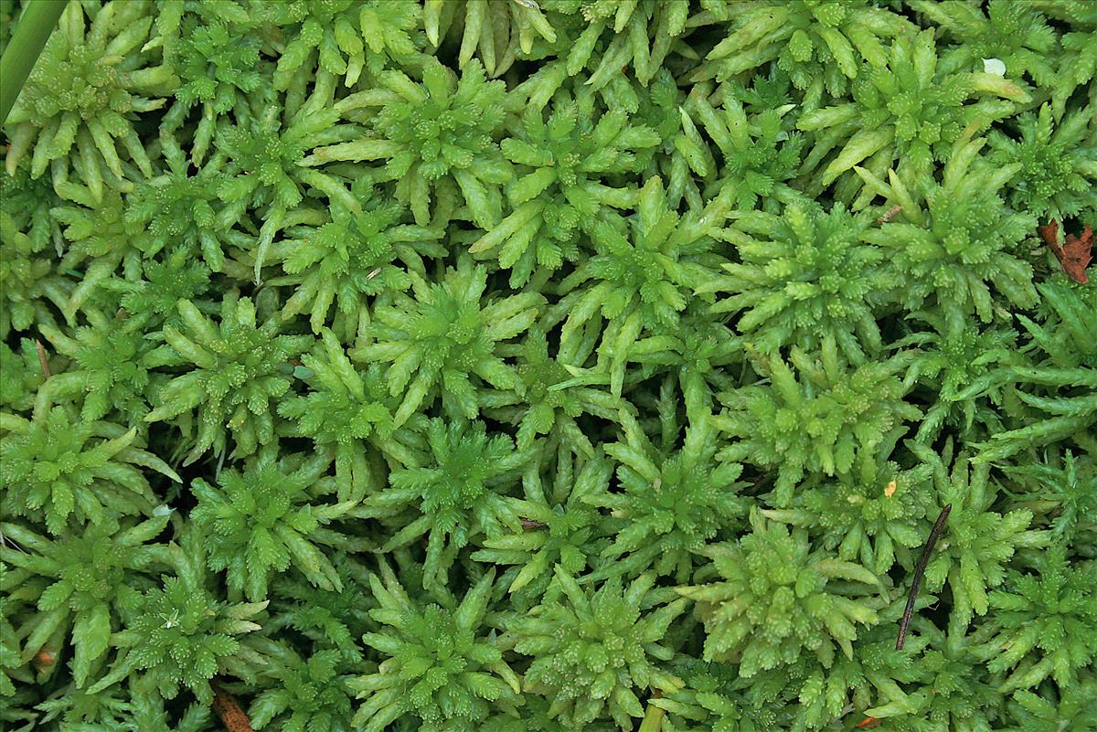 Sphagnum palustre (door Jan Kersten)