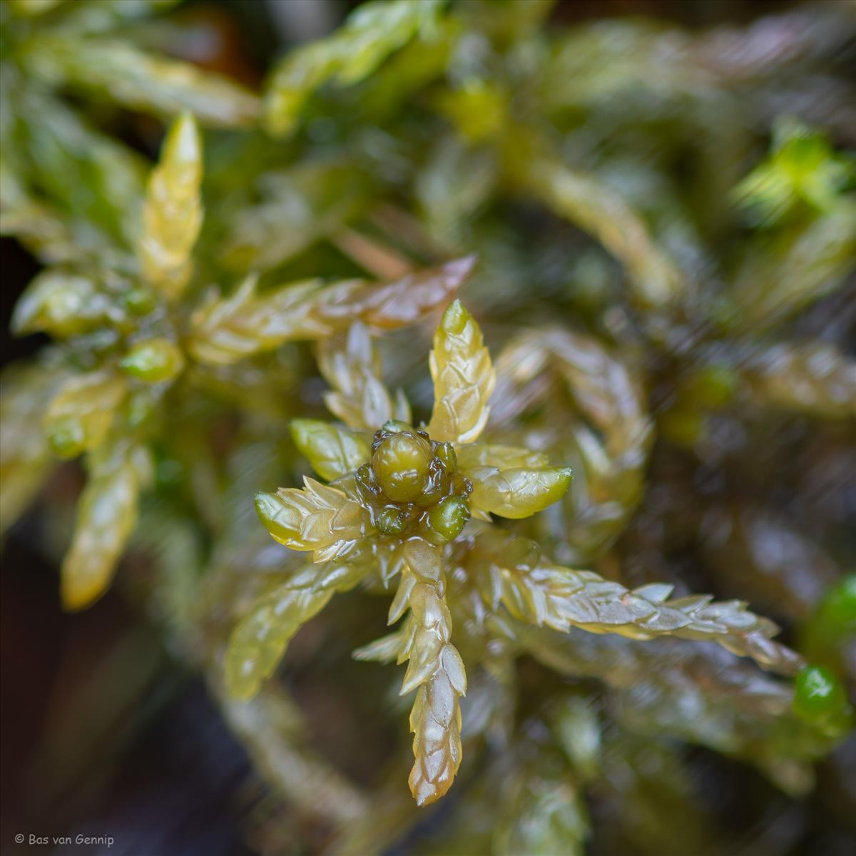Sphagnum platyphyllum (door Bas van Gennip)