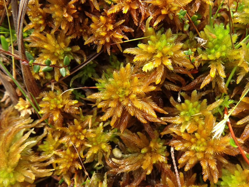 Sphagnum pulchrum (door Jakob Hanenburg)