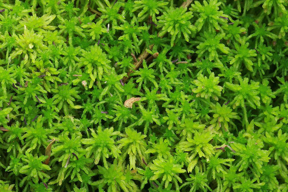 Sphagnum quinquefarium (door Jan Kersten)