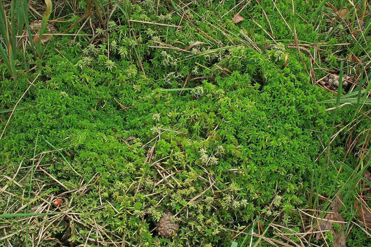 Sphagnum quinquefarium (door Jan Kersten)