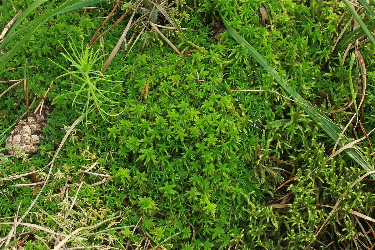 Sphagnum quinquefarium (door Jan Kersten)