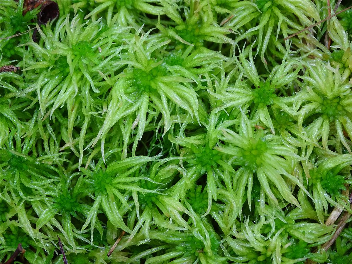 Sphagnum riparium (door Jan Kersten)