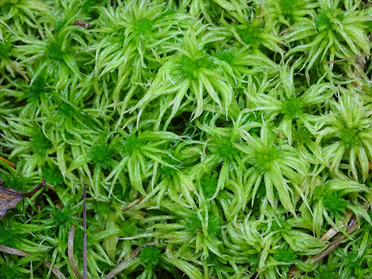 Sphagnum riparium (door Jan Kersten)