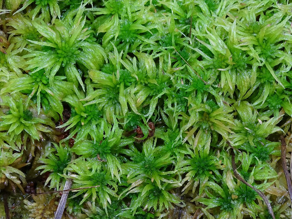 Sphagnum riparium (door Jan Kersten)