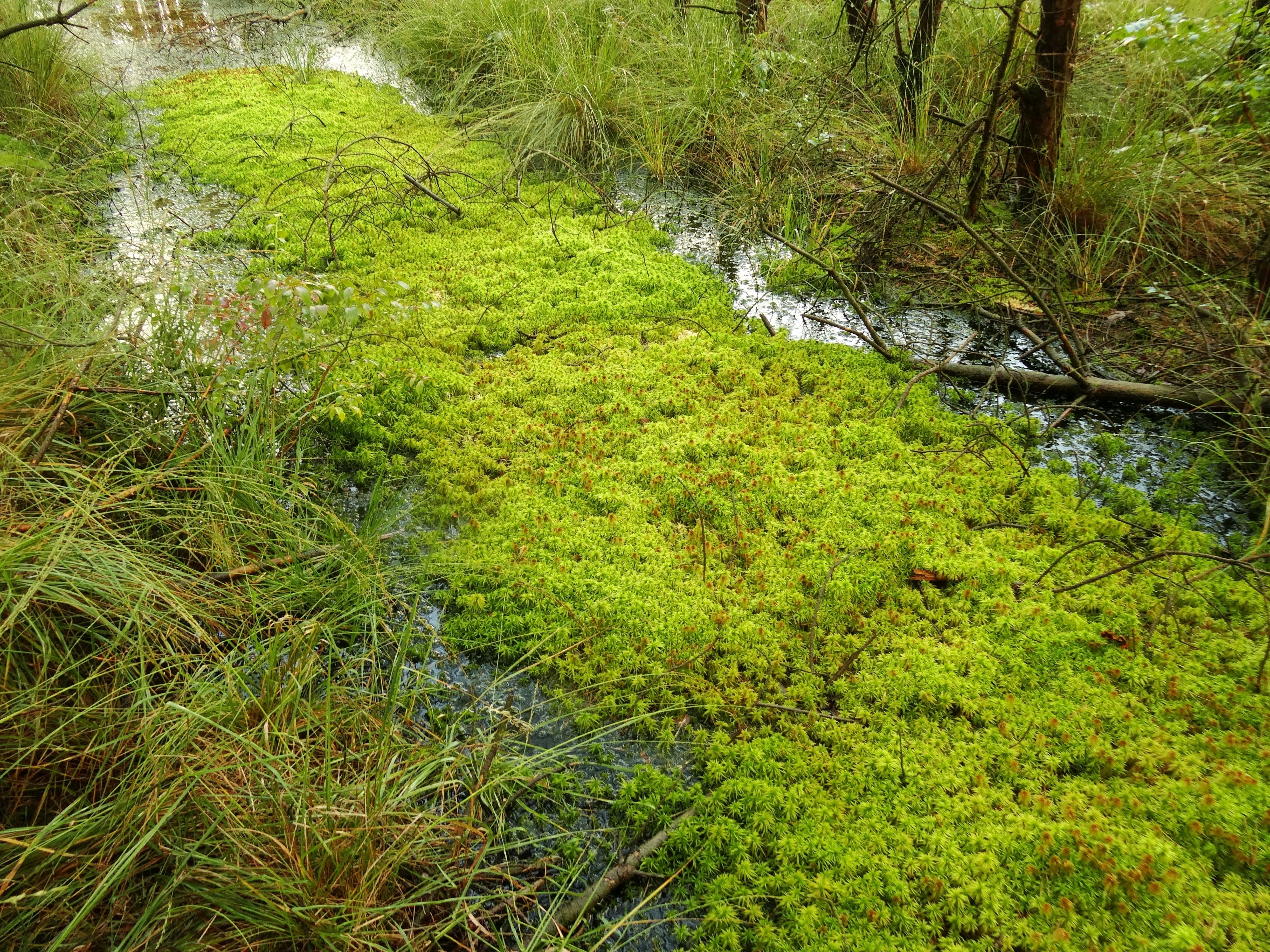 Sphagnum riparium (door Jakob Hanenburg)