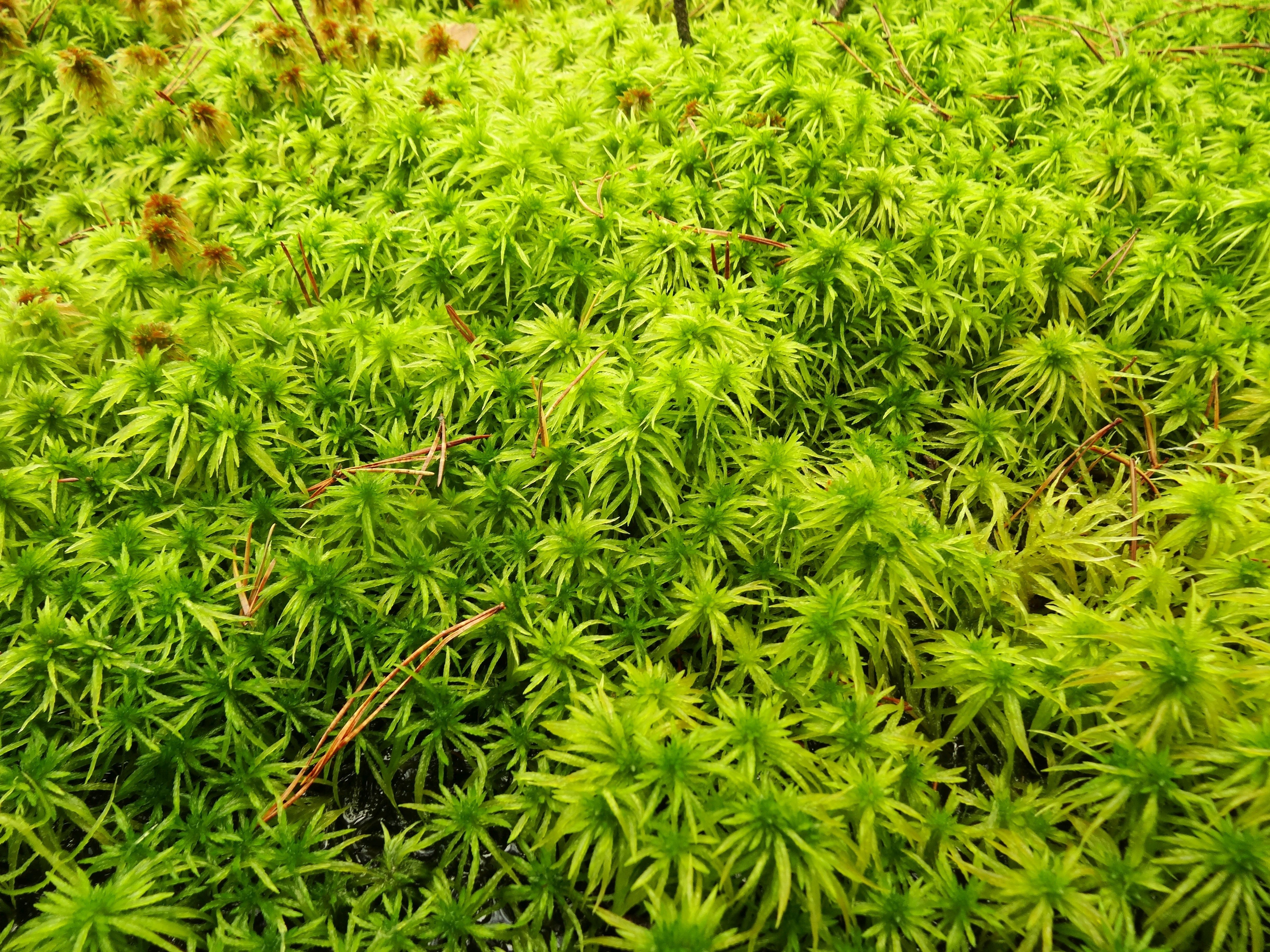 Sphagnum riparium (door Jakob Hanenburg)