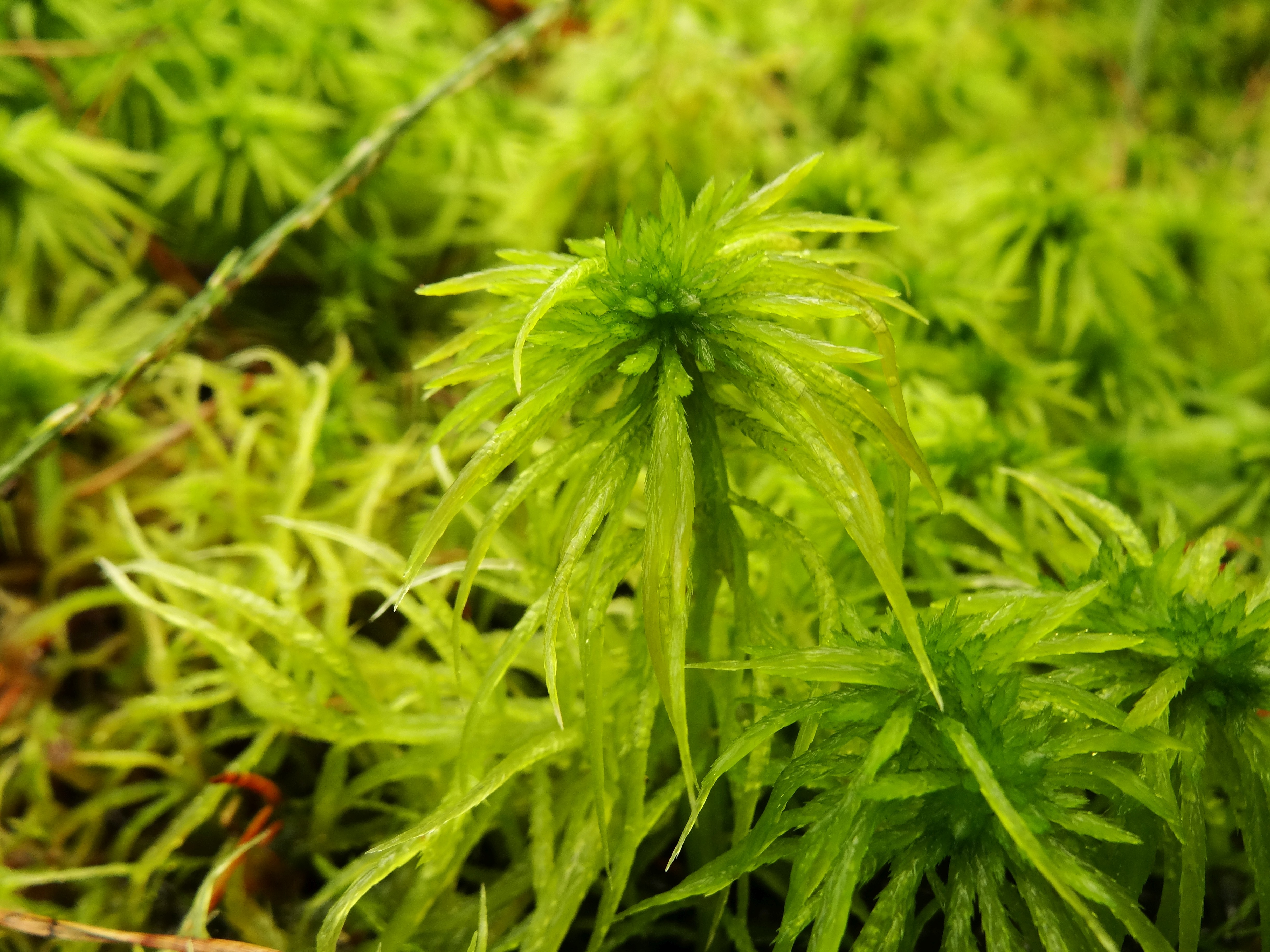 Sphagnum riparium (door Jakob Hanenburg)