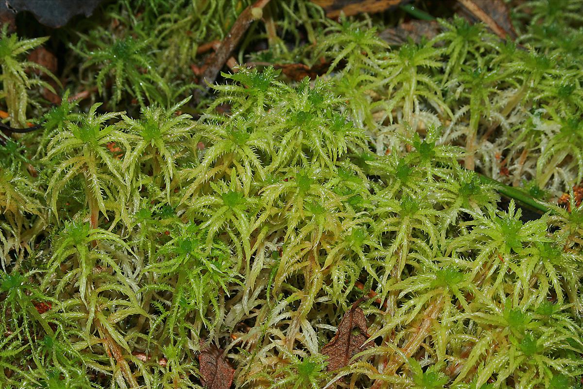 Sphagnum squarrosum (door Jan Kersten)