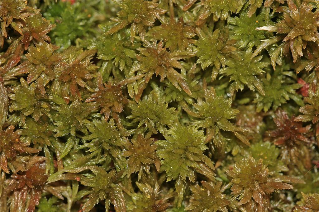 Sphagnum subnitens (door Jan Kersten)